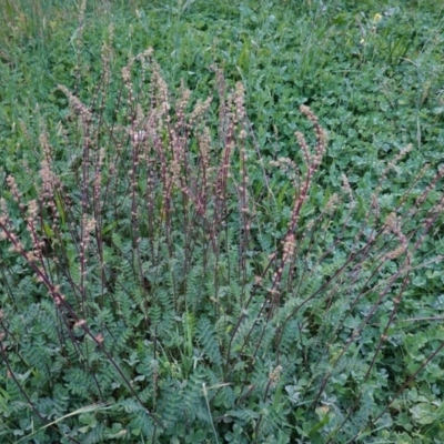 Acaena x ovina (Sheep's Burr) at Hughes, ACT - 29 Oct 2020 by JackyF