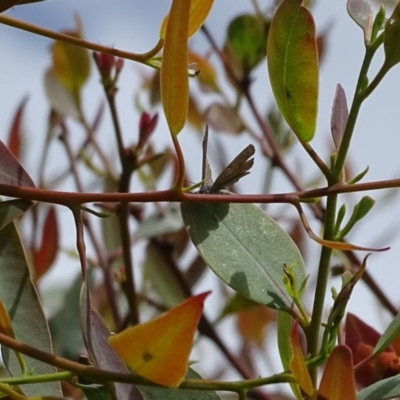 Acrodipsas myrmecophila (Small Ant-blue Butterfly) at Symonston, ACT by Mike