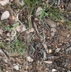 Austrostipa scabra (Corkscrew Grass, Slender Speargrass) at Hughes Grassy Woodland - 29 Oct 2020 by JackyF