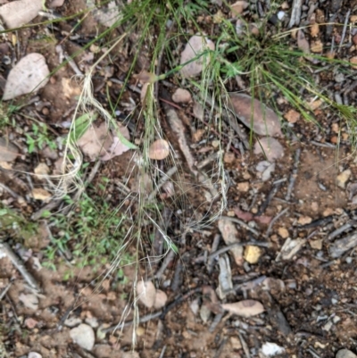 Austrostipa scabra (Corkscrew Grass, Slender Speargrass) at Red Hill to Yarralumla Creek - 29 Oct 2020 by JackyF