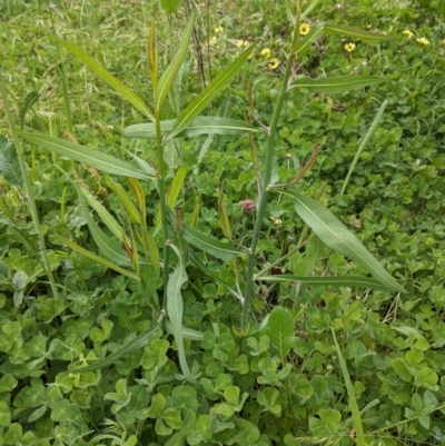 Chondrilla juncea (Skeleton Weed) at Red Hill to Yarralumla Creek - 28 Oct 2020 by JackyF