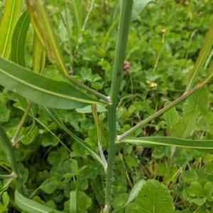 Chondrilla juncea at Hughes, ACT - 29 Oct 2020