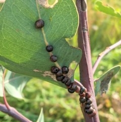 Eriococcidae sp. (family) (Unidentified felted scale) at Hughes Grassy Woodland - 29 Oct 2020 by JackyF