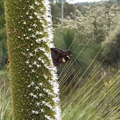 Vanessa itea (Yellow Admiral) at ANBG - 29 Oct 2020 by helenking