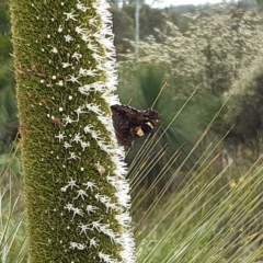Vanessa itea (Yellow Admiral) at Acton, ACT - 29 Oct 2020 by helenking