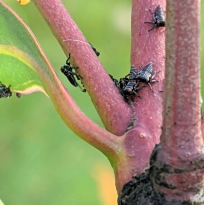Eurymelinae (subfamily) (Unidentified eurymeline leafhopper) at Hughes Grassy Woodland - 29 Oct 2020 by JackyF