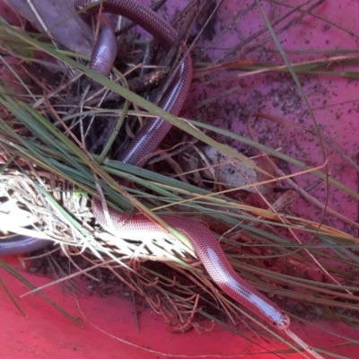 Anilios nigrescens (Blackish Blind Snake) at ANBG - 29 Oct 2020 by helenking