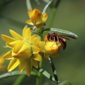 Polistes (Polistella) humilis at Cook, ACT - 19 Oct 2020 12:42 PM