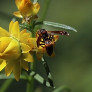 Polistes (Polistella) humilis at Cook, ACT - 19 Oct 2020 12:42 PM