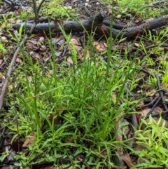 Eryngium ovinum (Blue Devil) at Red Hill to Yarralumla Creek - 31 Oct 2020 by JackyF