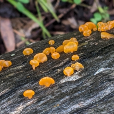 Heterotextus sp. (A yellow saprophytic jelly fungi) at Hughes, ACT - 31 Oct 2020 by JackyF