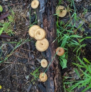 Polyporus arcularius at Hughes, ACT - 31 Oct 2020
