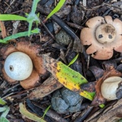 Geastrum sp. (genus) (An earthstar) at Hughes, ACT - 31 Oct 2020 by JackyF