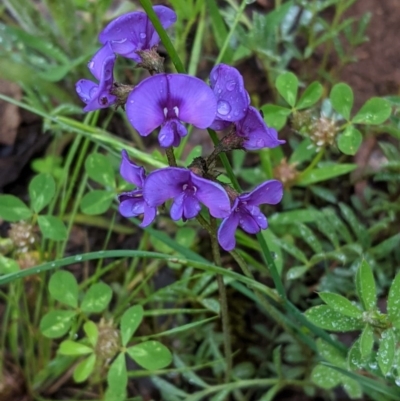 Swainsona sericea (Silky Swainson-Pea) at Federal Golf Course - 31 Oct 2020 by JackyF