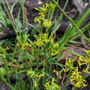 Pimelea curviflora at Hughes, ACT - 31 Oct 2020