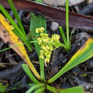 Lomandra filiformis at Hughes, ACT - 31 Oct 2020