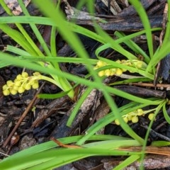 Lomandra filiformis at Hughes, ACT - 31 Oct 2020