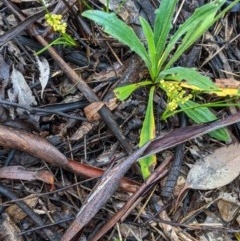 Lomandra filiformis at Hughes, ACT - 31 Oct 2020