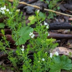 Asperula conferta (Common Woodruff) at Hughes, ACT - 31 Oct 2020 by JackyF