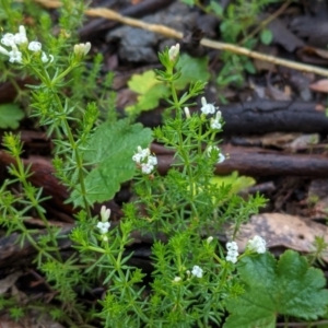 Asperula conferta at Hughes, ACT - 31 Oct 2020