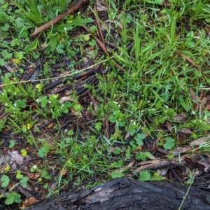 Asperula conferta at Hughes, ACT - 31 Oct 2020