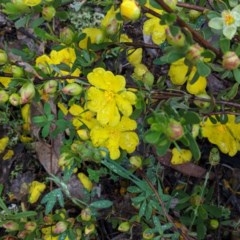 Hibbertia obtusifolia (Grey Guinea-flower) at Hughes, ACT - 31 Oct 2020 by JackyF