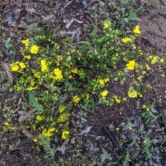 Hibbertia obtusifolia at Hughes, ACT - 31 Oct 2020 06:21 PM