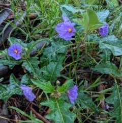 Solanum cinereum (Narrawa Burr) at Hughes, ACT - 31 Oct 2020 by JackyF