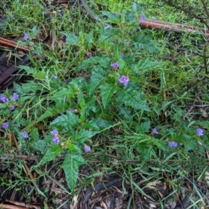 Solanum cinereum at Hughes, ACT - 31 Oct 2020