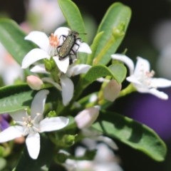 Eleale aspera (Clerid beetle) at Cook, ACT - 23 Oct 2020 by Tammy