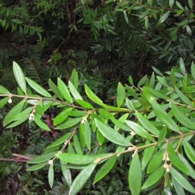 Atherosperma moschatum (Black Sassafras) at Tallaganda State Forest - 14 Nov 2010 by IanBurns