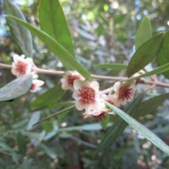 Atherosperma moschatum (Black Sassafras) at Tallaganda State Forest - 13 Sep 2015 by IanBurns