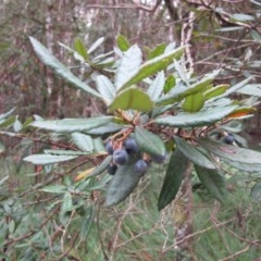 Elaeocarpus holopetalus (Black Olive Berry) at Harolds Cross, NSW - 26 Apr 2015 by IanBurns