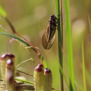 Cicadidae (family) at Wodonga - 1 Nov 2020 09:15 AM