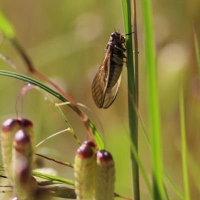 Cicadidae (family) (Unidentified cicada) at Wodonga - 31 Oct 2020 by Kyliegw