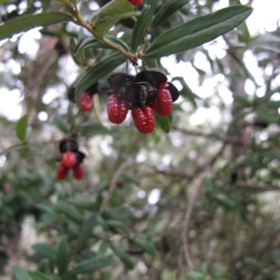 Pittosporum bicolor (Banyalla) at Rossi, NSW - 26 Apr 2015 by IanBurns