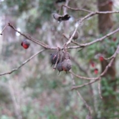 Pittosporum bicolor at Rossi, NSW - 26 Apr 2015