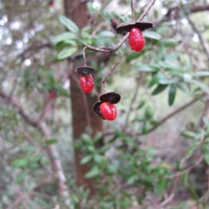 Pittosporum bicolor at Rossi, NSW - 26 Apr 2015