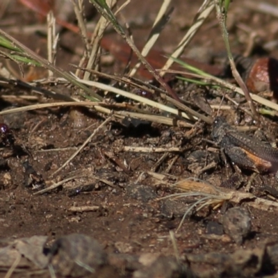 Cryptobothrus chrysophorus (Golden Bandwing) at Wodonga - 31 Oct 2020 by Kyliegw