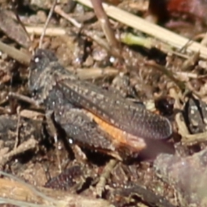 Cryptobothrus chrysophorus at Baranduda, VIC - 1 Nov 2020