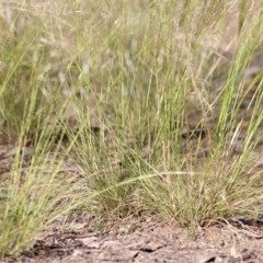 Austrostipa scabra (Corkscrew Grass, Slender Speargrass) at Wodonga - 31 Oct 2020 by Kyliegw
