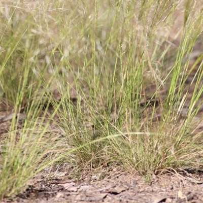 Austrostipa scabra (Corkscrew Grass, Slender Speargrass) at Wodonga - 31 Oct 2020 by Kyliegw