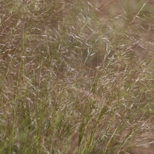 Austrostipa scabra at Baranduda, VIC - 1 Nov 2020