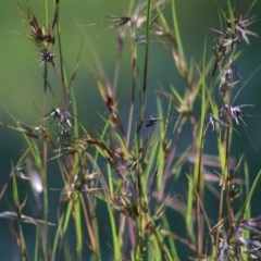 Themeda triandra (Kangaroo Grass) at WREN Reserves - 31 Oct 2020 by Kyliegw