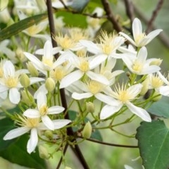 Clematis aristata (Mountain Clematis) at Penrose, NSW - 11 Oct 2020 by Aussiegall