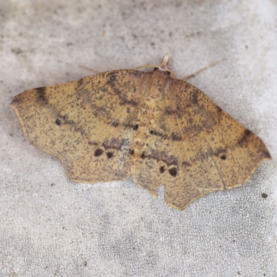 Rhinodia rostraria (Necklace Geometrid) at O'Connor, ACT - 23 Oct 2019 by ibaird