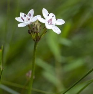 Burchardia umbellata at Bundanoon, NSW - 15 Oct 2020