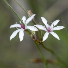 Burchardia umbellata at Bundanoon, NSW - 15 Oct 2020