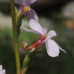 Stylidium graminifolium (grass triggerplant) at Kaleen, ACT - 5 Oct 2020 by michaelb