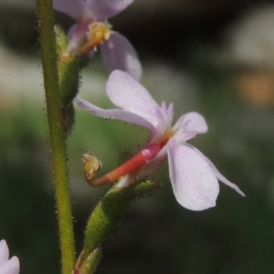 Stylidium graminifolium (grass triggerplant) at Kaleen, ACT - 5 Oct 2020 by MichaelBedingfield